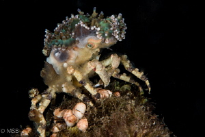 Decorator crab. by Mehmet Salih Bilal 